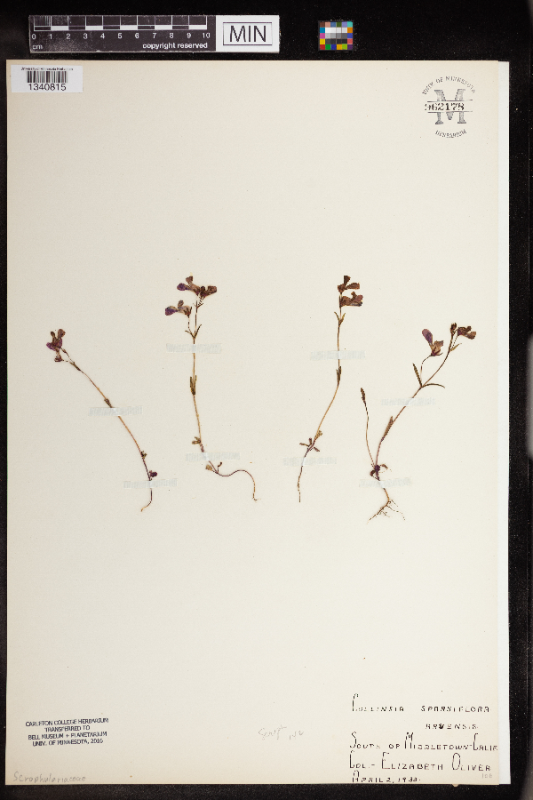 Collinsia sparsiflora image