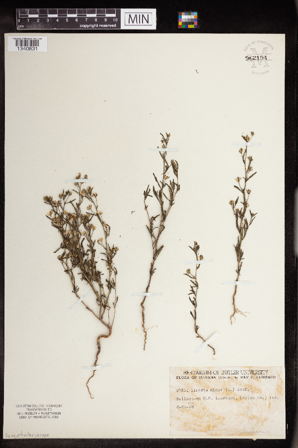 Linaria minor image