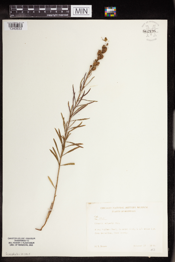 Linaria vulgaris image