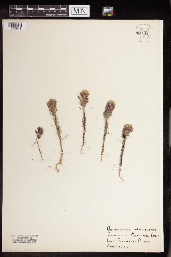 Castilleja densiflora image