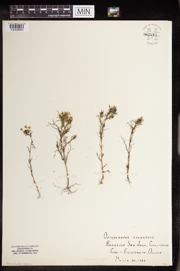 Orthocarpus erianthus image