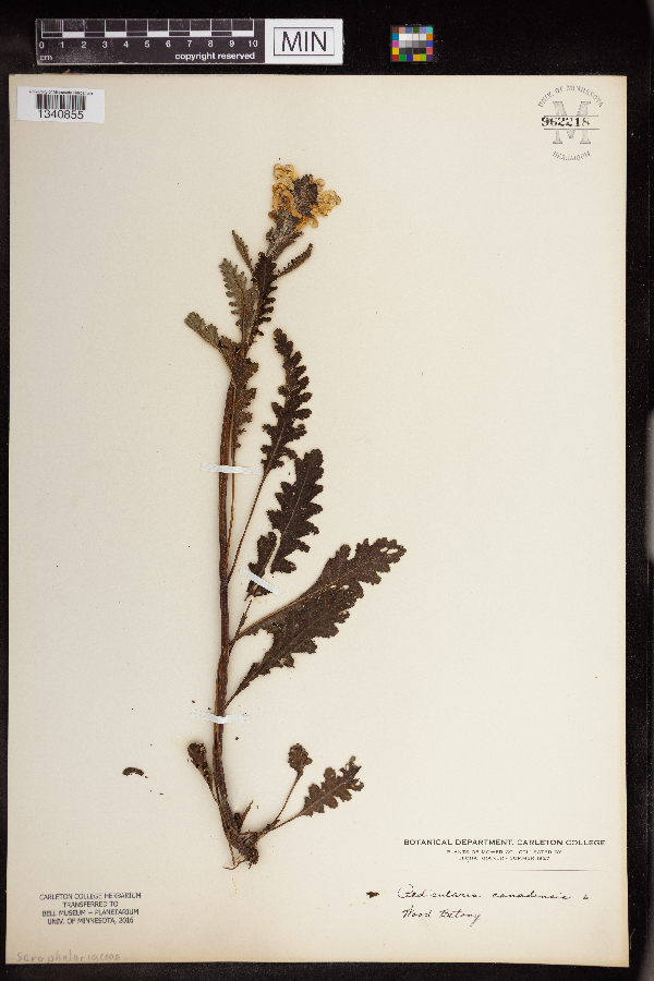 Pedicularis canadensis image