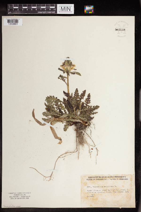 Pedicularis canadensis image