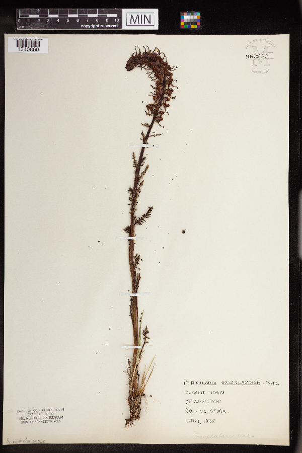 Pedicularis groenlandica image