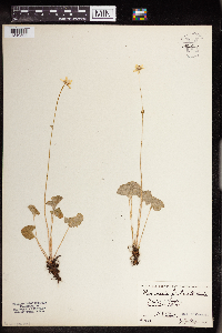 Image of Parnassia fimbriata