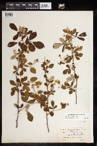 Rubus chapmanii image
