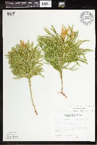 Lycopodium dendroideum image