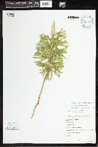 Lycopodium dendroideum image
