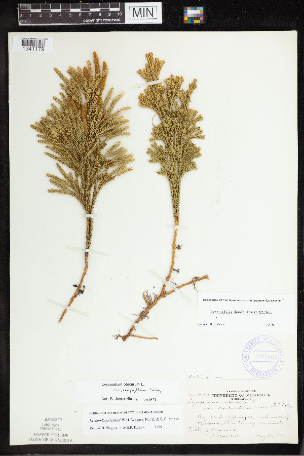 Dendrolycopodium image