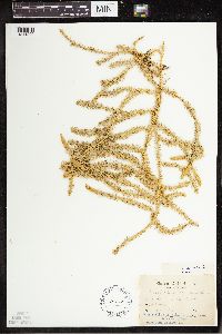 Lycopodium annotinum image