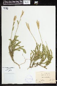 Lycopodium clavatum image