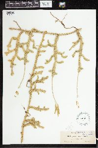 Lycopodium clavatum image