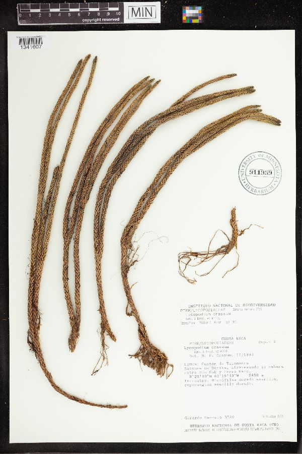 Lycopodium crassum image