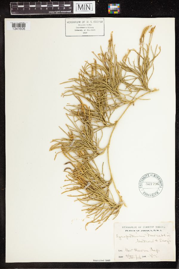 Lycopodium fawcettii image