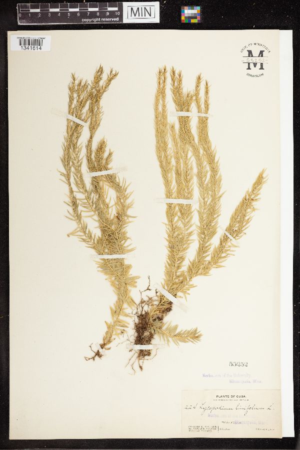 Phlegmariurus linifolius image