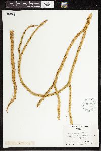 Lycopodium taxifolium image