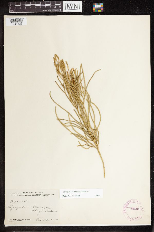 Diphasiastrum thyoides image