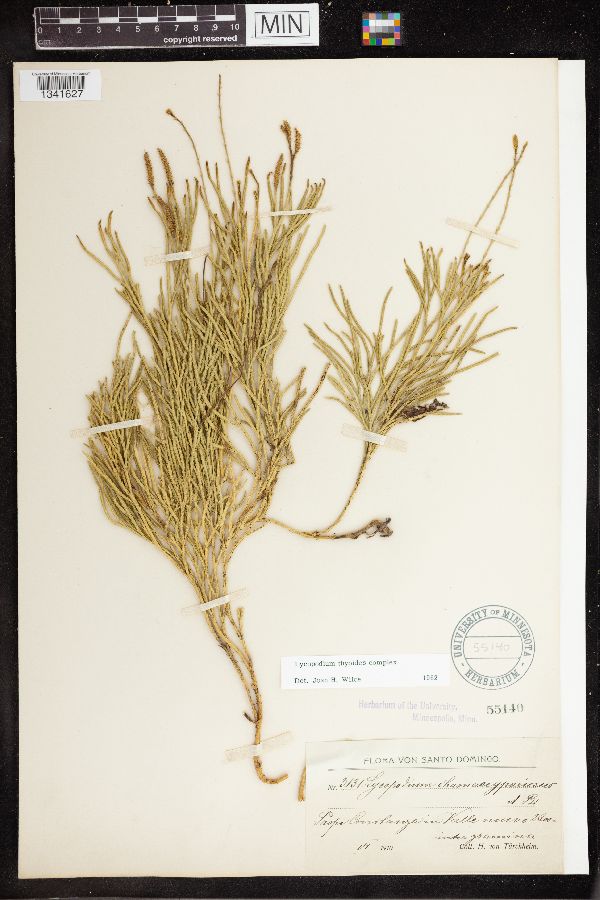 Diphasiastrum thyoides image