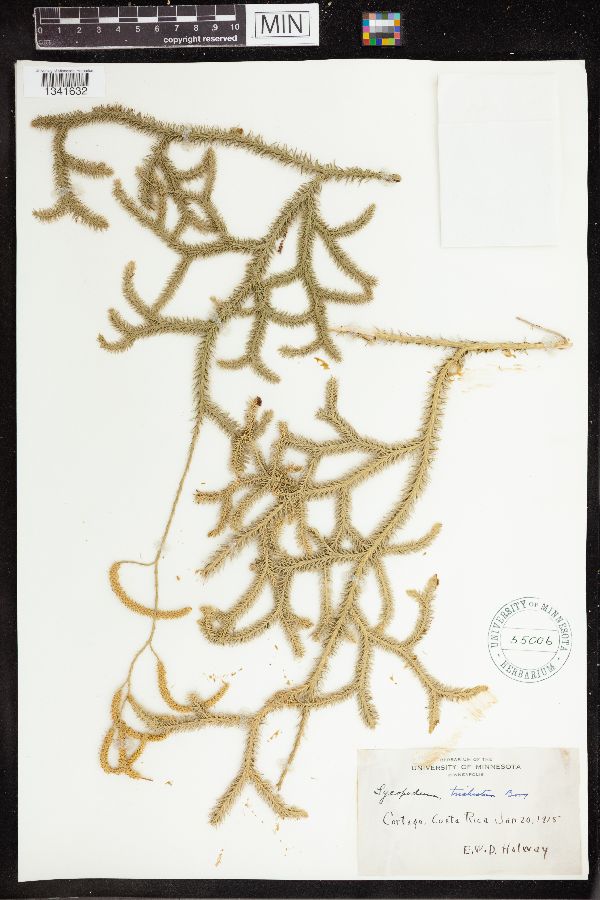 Lycopodium clavatum subsp. clavatum image