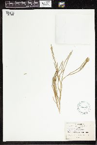 Image of Huperzia acerosa