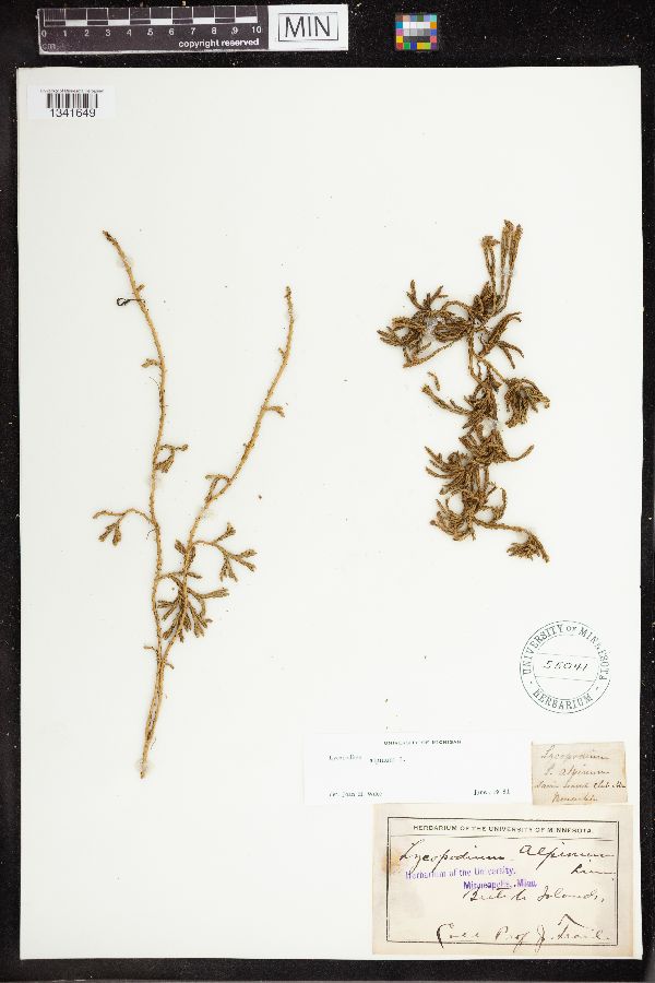 Lycopodium alpinum image