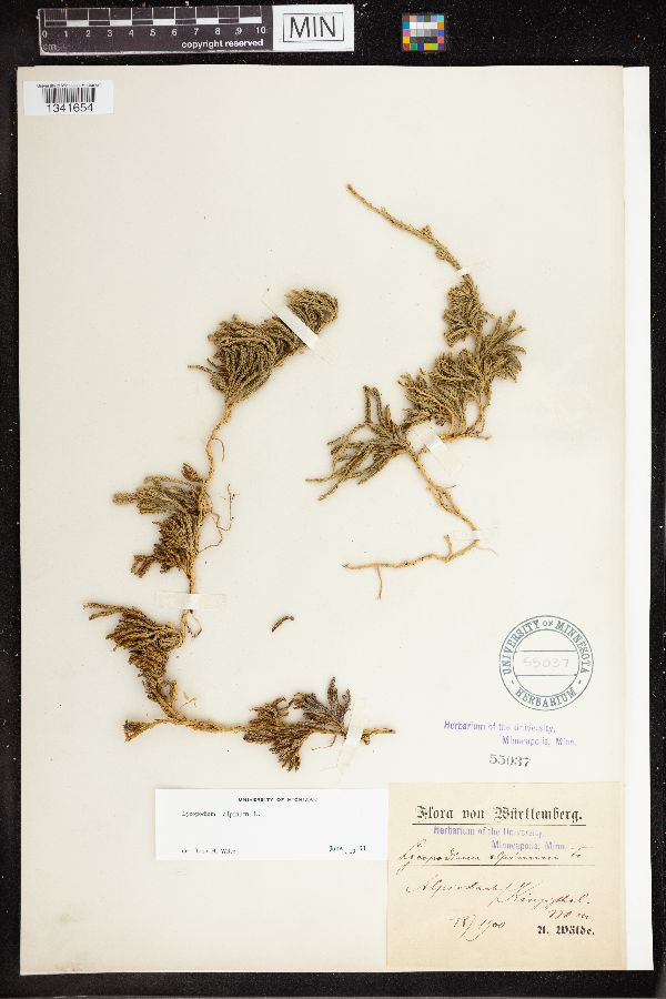 Lycopodium alpinum image