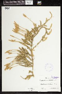 Lycopodium clavatum image