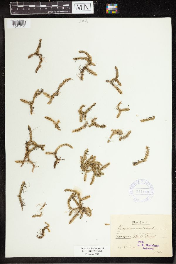 Lycopodiella inundata image