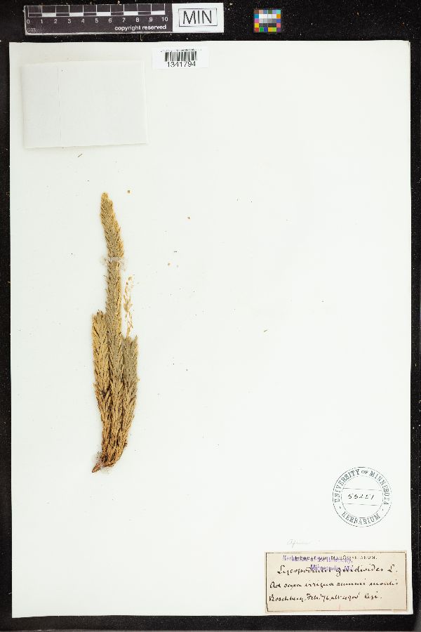 Lycopodium gnidioides image