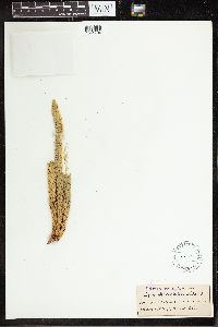 Lycopodium gnidioides image