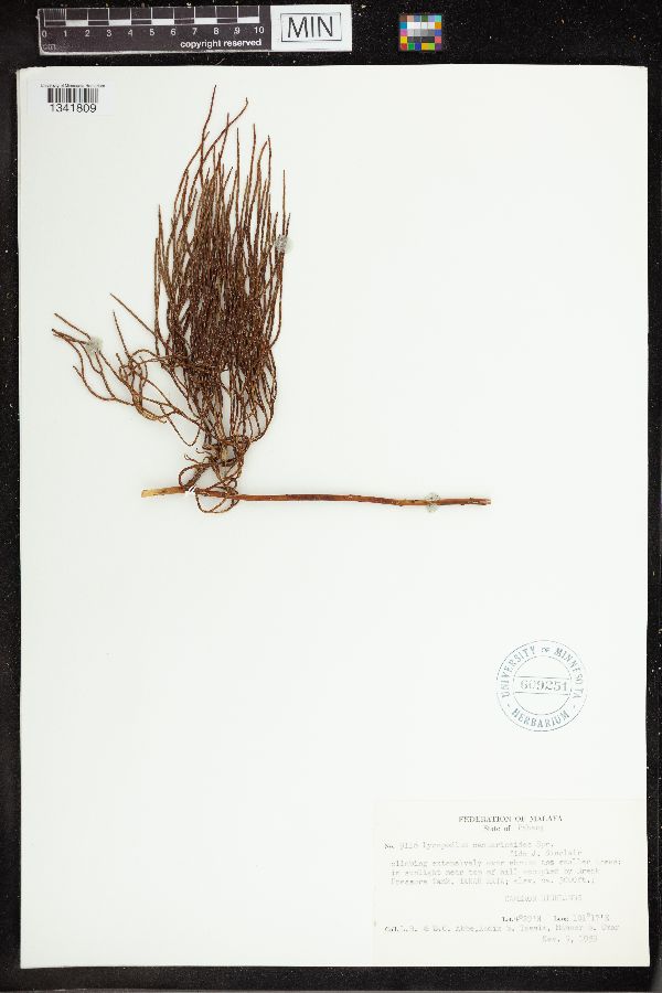Lycopodiastrum casuarinoides image
