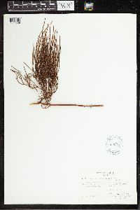 Lycopodium casuarinoides image