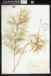 Lycopodium densum image