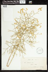 Lycopodium densum image