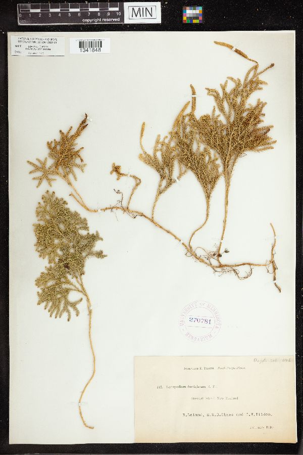 Austrolycopodium fastigiatum image