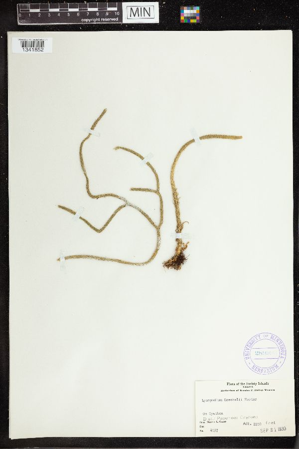 Phlegmariurus haeckelii image