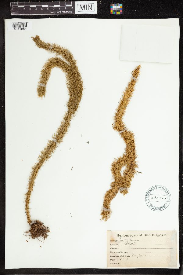 Phlegmariurus squarrosus image