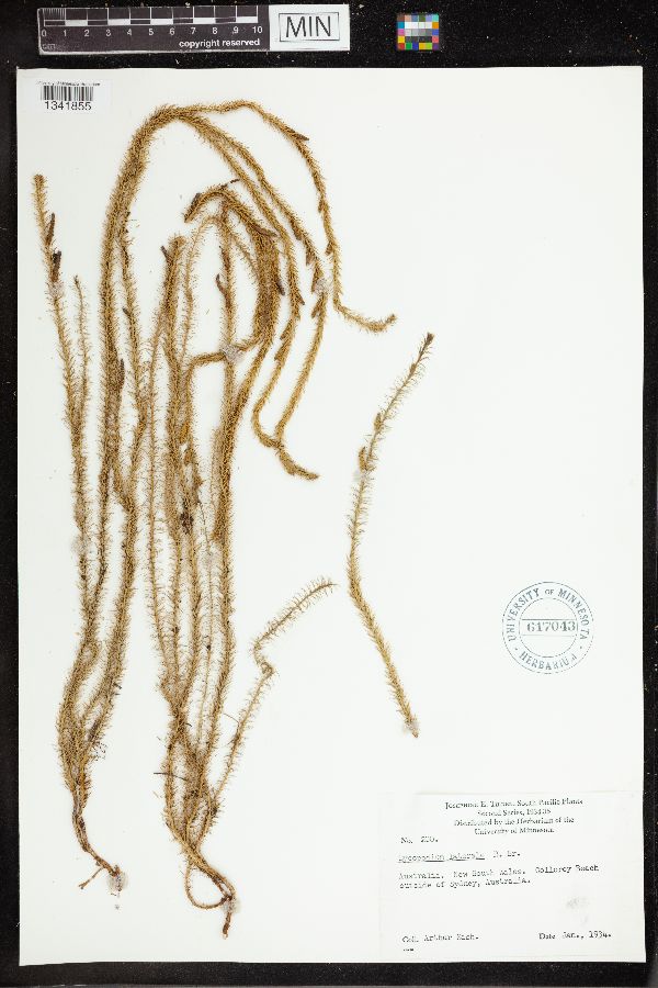 Lycopodium laterale image