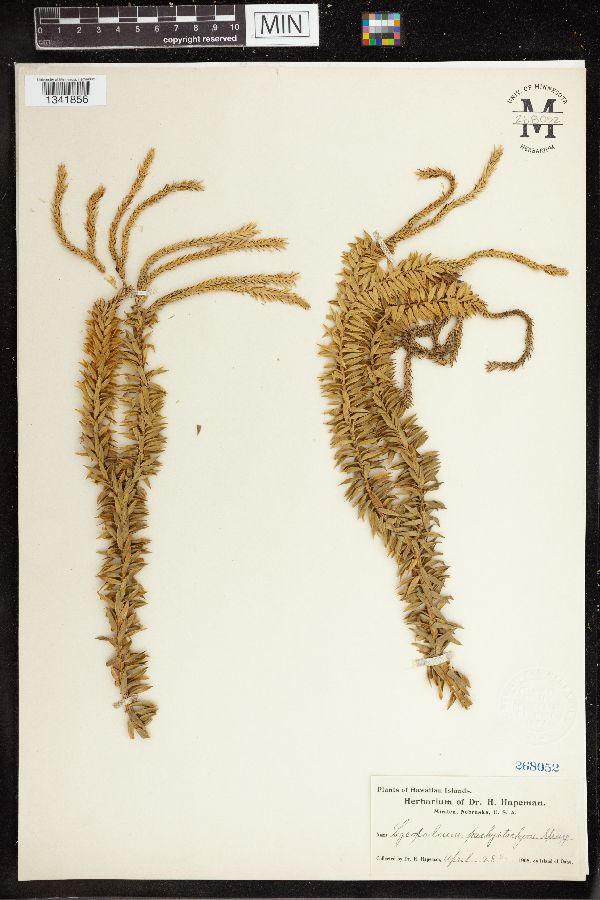 Phlegmariurus pachyphyllus image