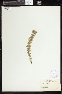 Phlegmariurus phlegmaria image
