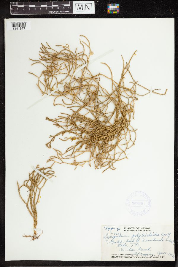 Lycopodium polytrichoides image