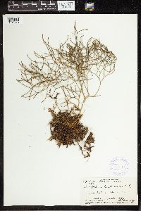 Lycopodium polytrichoides image