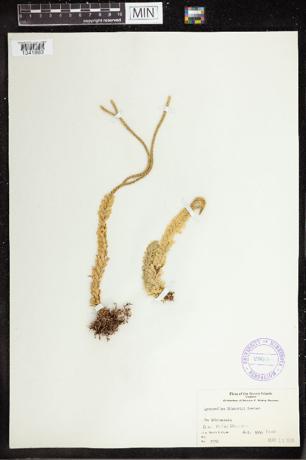 Phlegmariurus ribourtii image