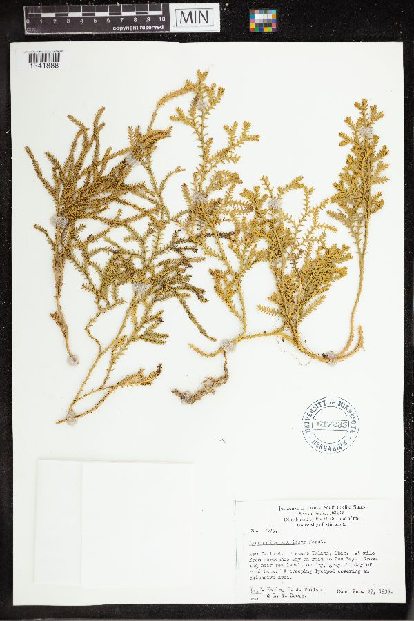 Diphasium scariosum image