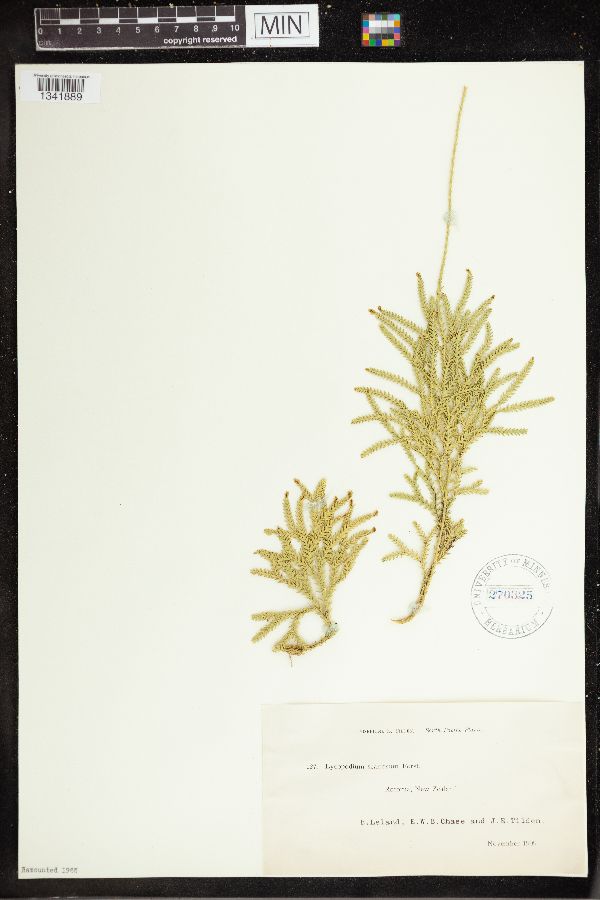 Diphasium scariosum image