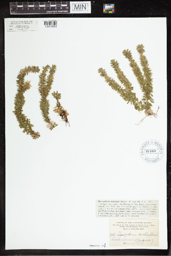 Huperzia serrata image