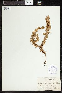Lycopodium serratum image