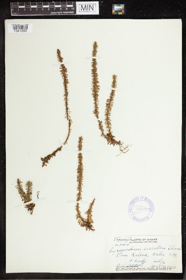 Lycopodium serratum image