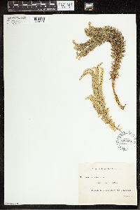 Phlegmariurus varius image
