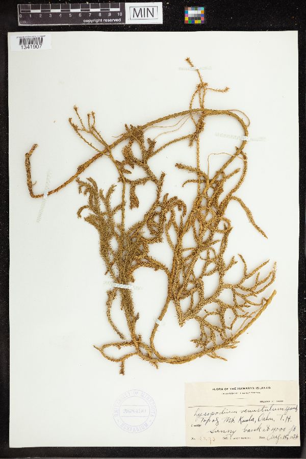 Lycopodium venustulum image